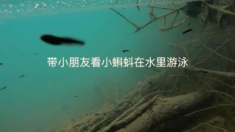 国产蝌蚪网视频在线观看,畅享海量视频，尽在指尖